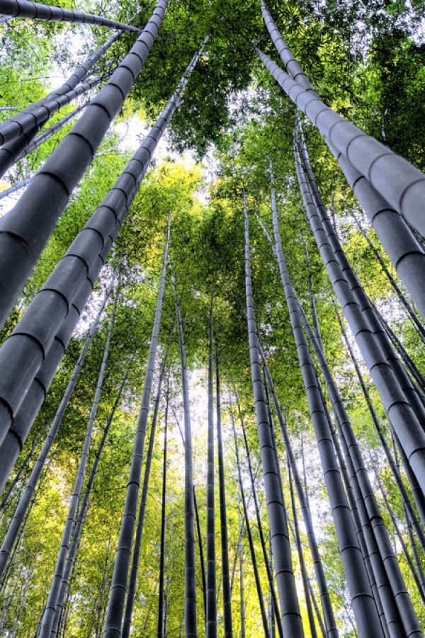 PHOTOWALL / Japan Rising Sun - Bamboo Forest Kyoto II (e328659)