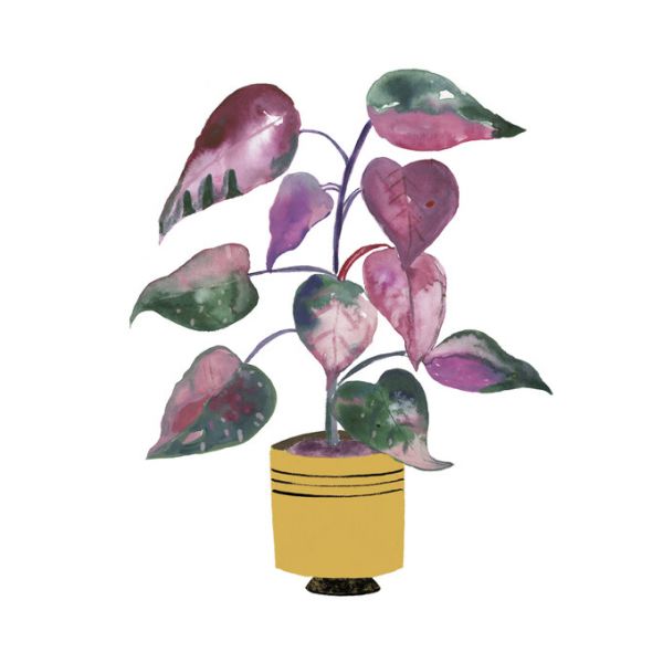 PHOTOWALL / Potted Jewels (e328723)