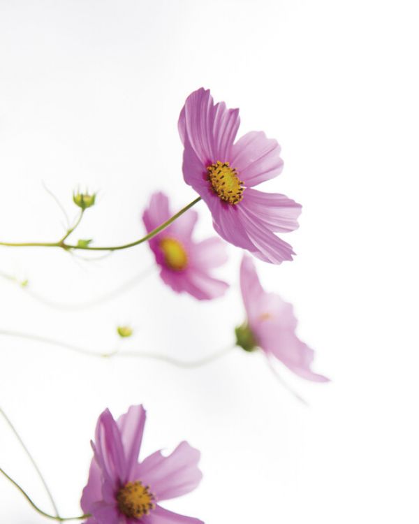 PHOTOWALL / Pale Cosmos (e328727)