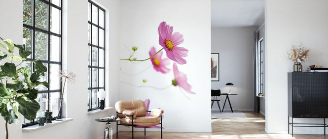 PHOTOWALL / Pale Cosmos (e328727)