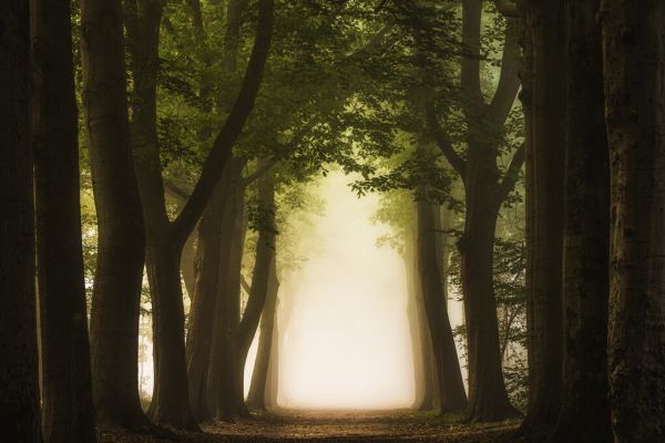 PHOTOWALL / Path Through Forest (e329221)