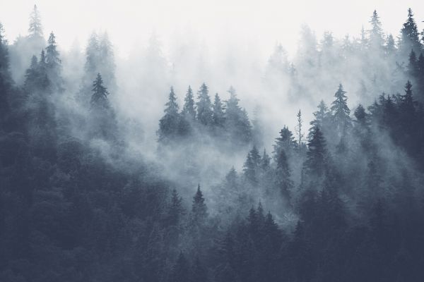 PHOTOWALL / Foggy Forest - Blue (e329778)