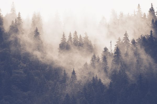 PHOTOWALL / Foggy Forest - Vintage (e329779)