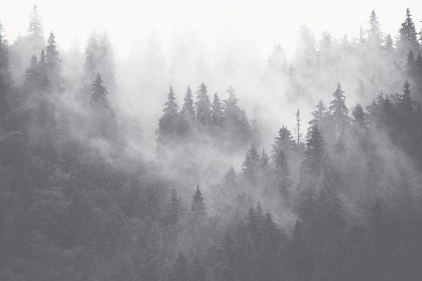 PHOTOWALL / Foggy Forest - Grey (e329780)