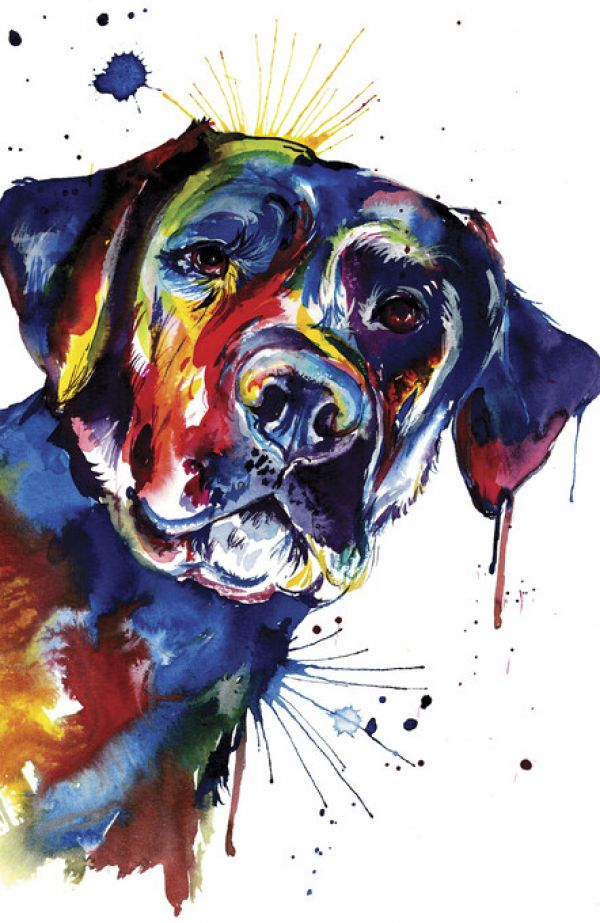 PHOTOWALL / Black Lab (e329039)