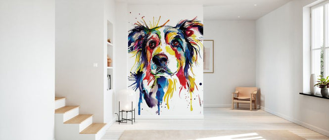 PHOTOWALL / Border Collie (e329040)