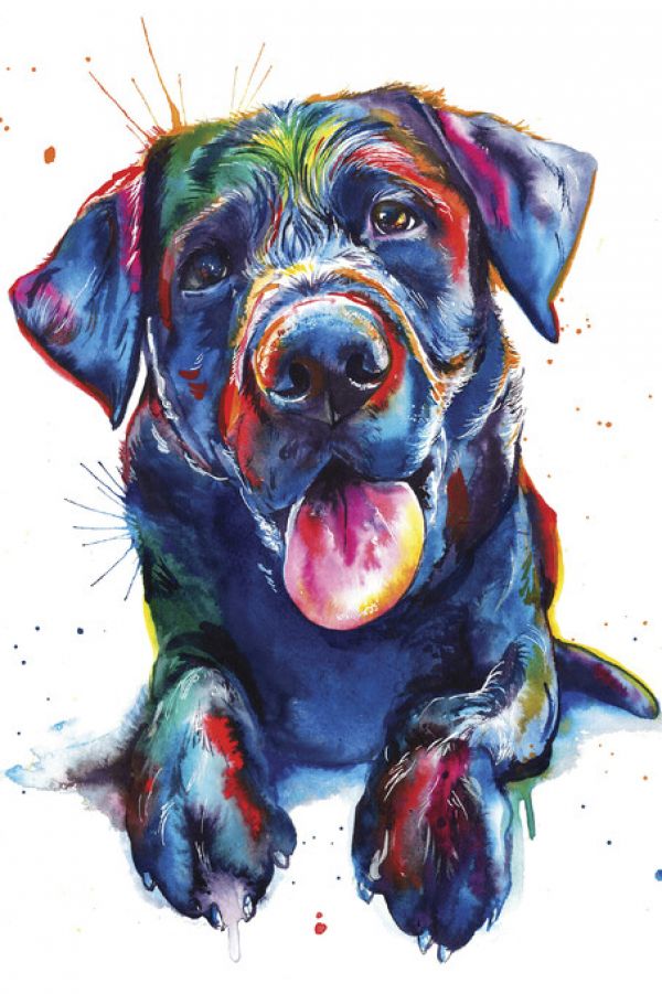 PHOTOWALL / Black Lab (e329063)