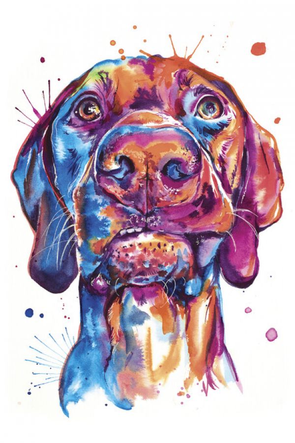 PHOTOWALL / Vizsla (e329077)