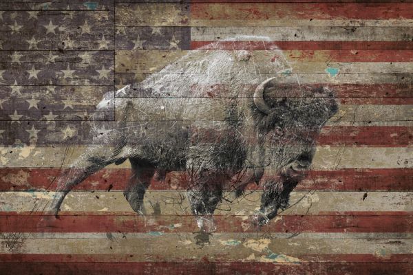 PHOTOWALL / American Bison II (e329512)