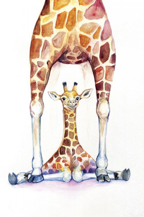 PHOTOWALL / Gorgeous Giraffes (e329655)