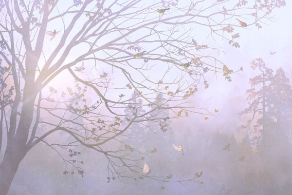 PHOTOWALL / Illuminated Tree II (e329756)