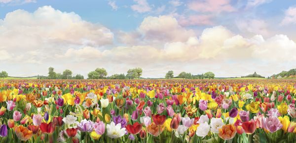 PHOTOWALL / Tulips Field (e329775)