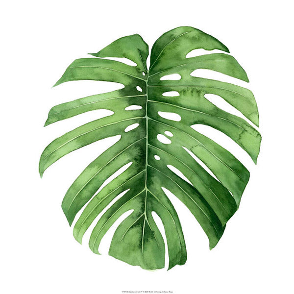 PHOTOWALL / Rainforest Jewel (e327472)