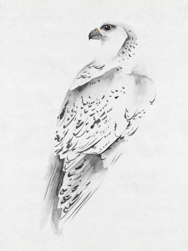 PHOTOWALL / Gyrfalcon (e327490)