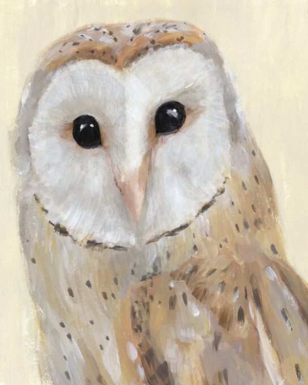 PHOTOWALL / Common Barn Owl (e327494)