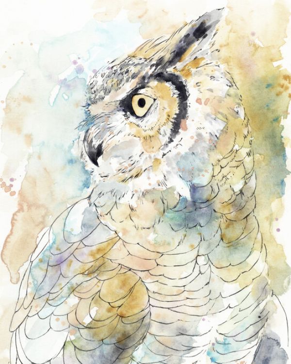 PHOTOWALL / Owl Majestic (e327507)