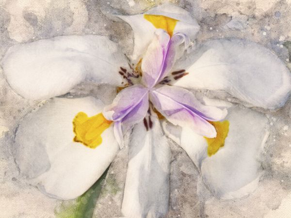 PHOTOWALL / Playful Petals (e327532)
