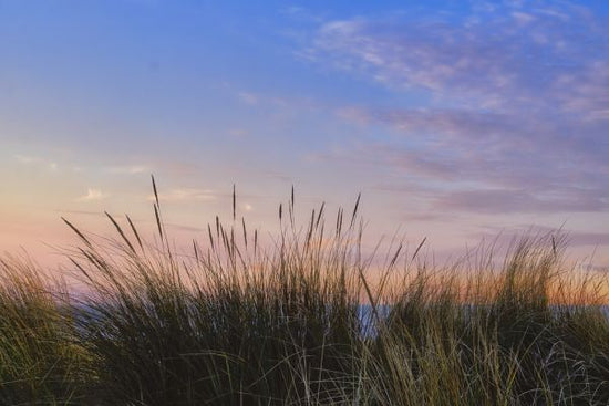 PHOTOWALL / Beach Grass (e330192)
