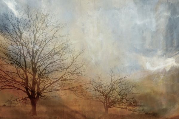 PHOTOWALL / Epic Tree Landscape V (e330198)