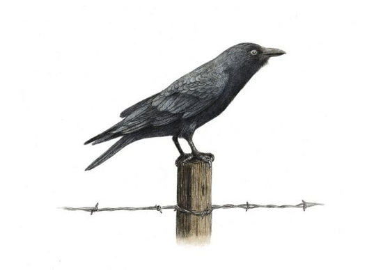 PHOTOWALL / Country Crow (e330745)