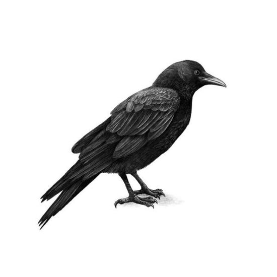 PHOTOWALL / Crow (e330749)