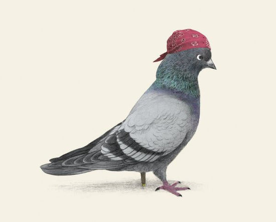 PHOTOWALL / Pirate Pigeon (e330775)