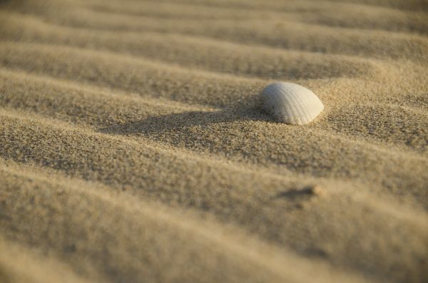 PHOTOWALL / Sand and Shell (e331479)
