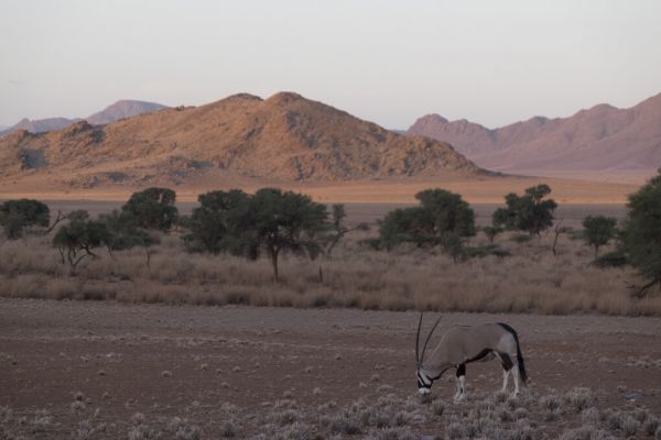 PHOTOWALL / Antelope in Shrubland (e331480)