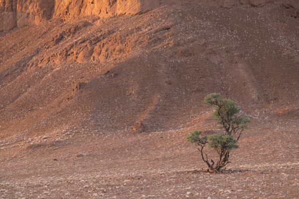 PHOTOWALL / Tree in Desert (e331481)