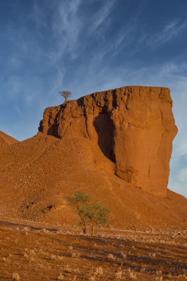 PHOTOWALL / Mountain Tree (e331482)