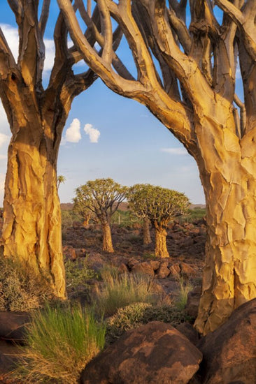 PHOTOWALL / Desert Trees (e331495)