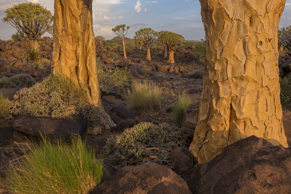 PHOTOWALL / Desert Trees III (e331497)