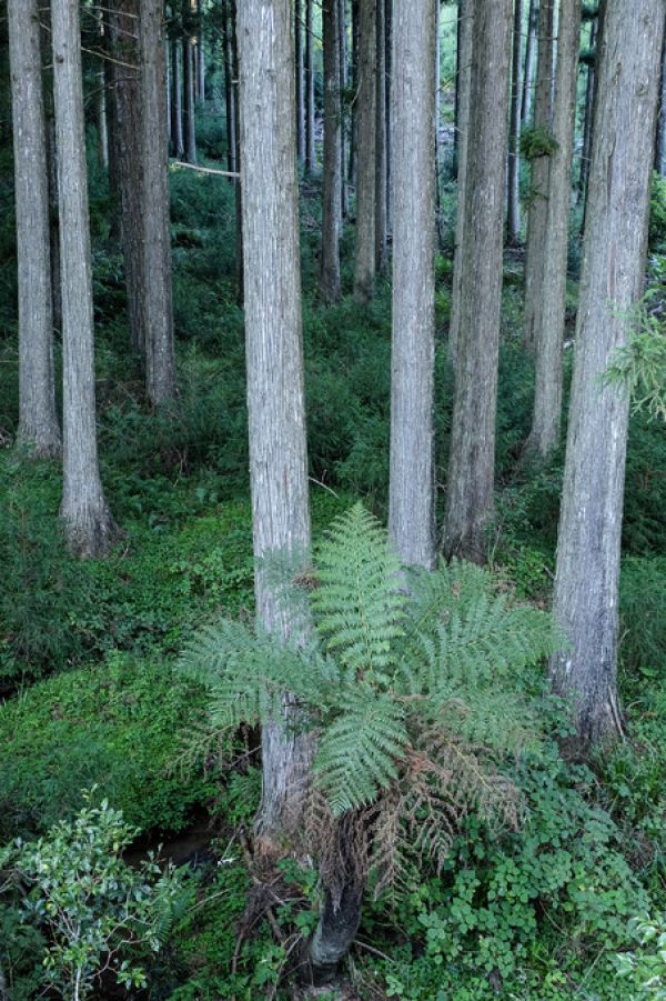 PHOTOWALL / Forest Trees (e331498)