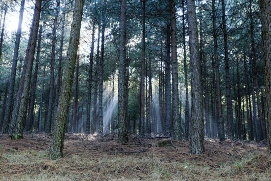 PHOTOWALL / Forest Landscape II (e331501)