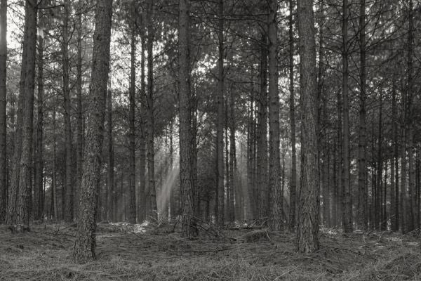 PHOTOWALL / Forest Landscape - BW (e331502)