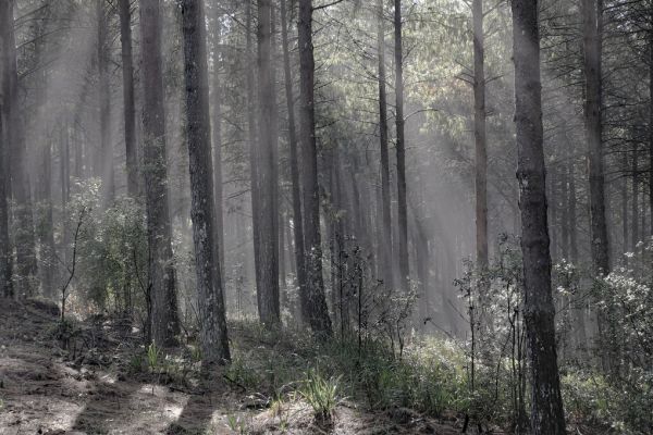 PHOTOWALL / Hardwood Forest (e331503)