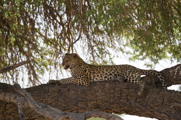 PHOTOWALL / Leopard Resting (e331530)