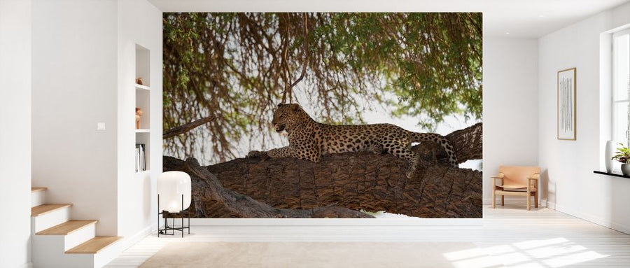 PHOTOWALL / Leopard Resting (e331530)