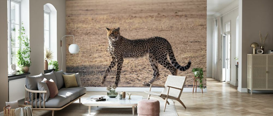 PHOTOWALL / Cheetah (e331536)
