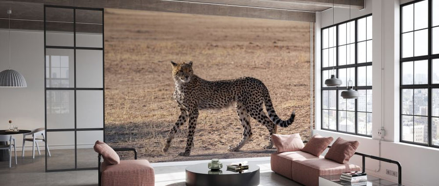 PHOTOWALL / Cheetah (e331536)