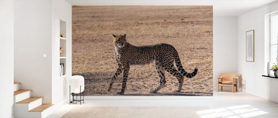 PHOTOWALL / Cheetah (e331536)
