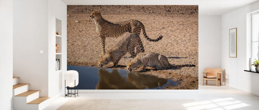 PHOTOWALL / Cheetah Drinking (e331537)