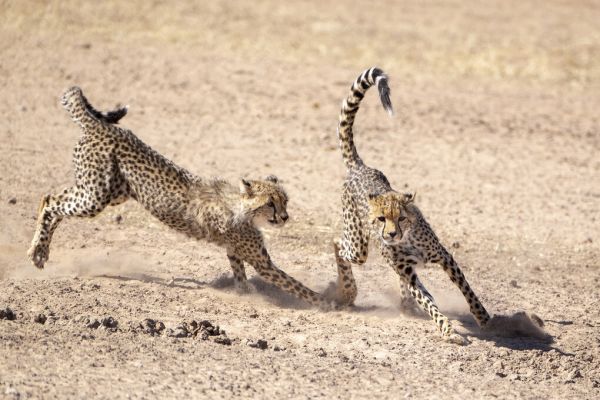 PHOTOWALL / Running Cheetah (e331538)