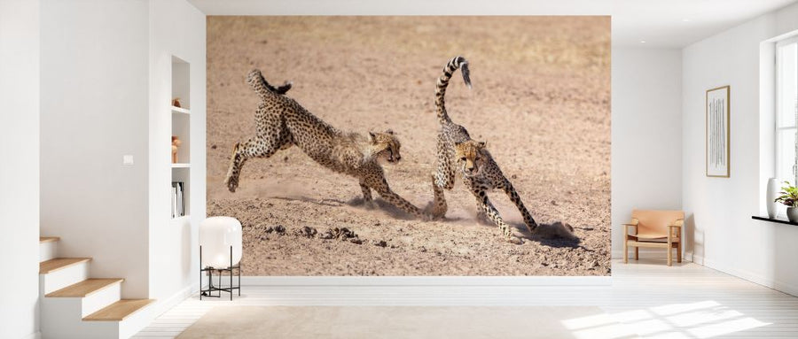 PHOTOWALL / Running Cheetah (e331538)