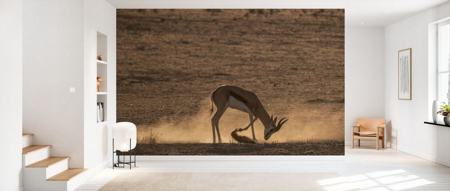 PHOTOWALL / Antelope (e331539)