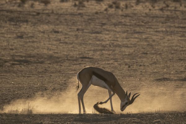 PHOTOWALL / Antelope (e331539)