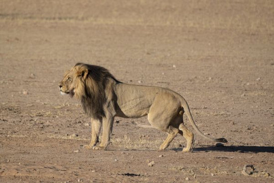 PHOTOWALL / Lion Stalking (e331540)