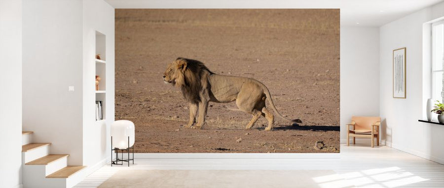PHOTOWALL / Lion Stalking (e331540)
