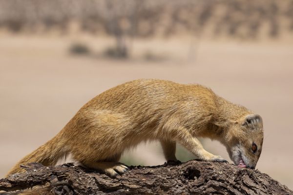 PHOTOWALL / Meerkat Eating (e331542)