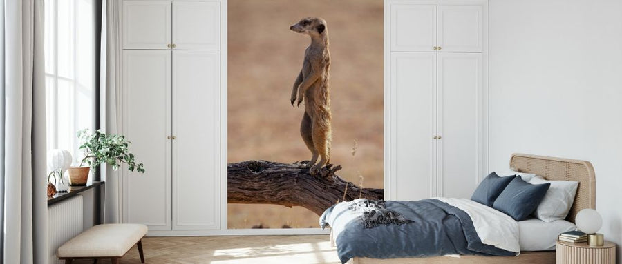 PHOTOWALL / Meerkat Standing (e331543)